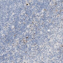 MANEA Antibody, Novus Biologicals:Antibodies:Primary Antibodies
